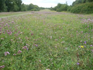 Box Hill The Gallops