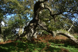 UKGF ancient tree