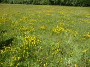 Dyer's greenweed growing in a wildflower meadow ©Miles King
