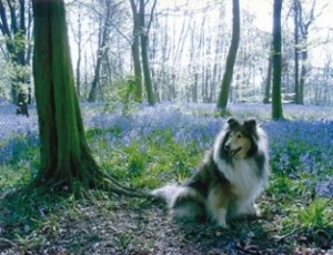 Darcey, Wanstead Park bluebells