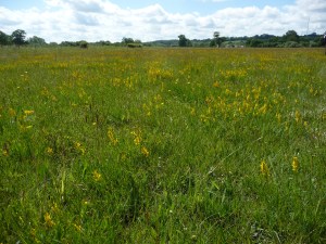 dyers greenweed in meadow