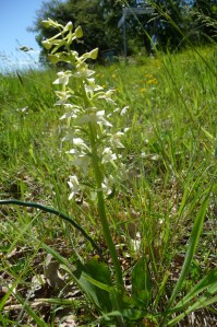 Greater butterfly orchid